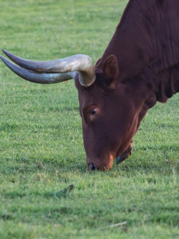 ankole-4636124_1280