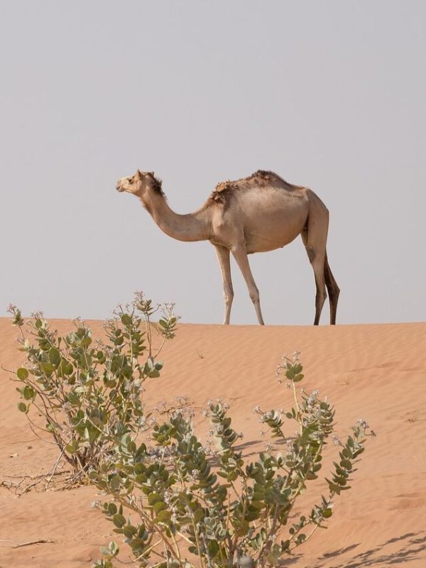 camel-5348837_1280