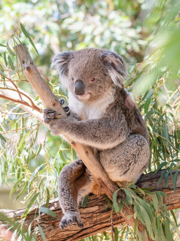 koala-4757068_1280