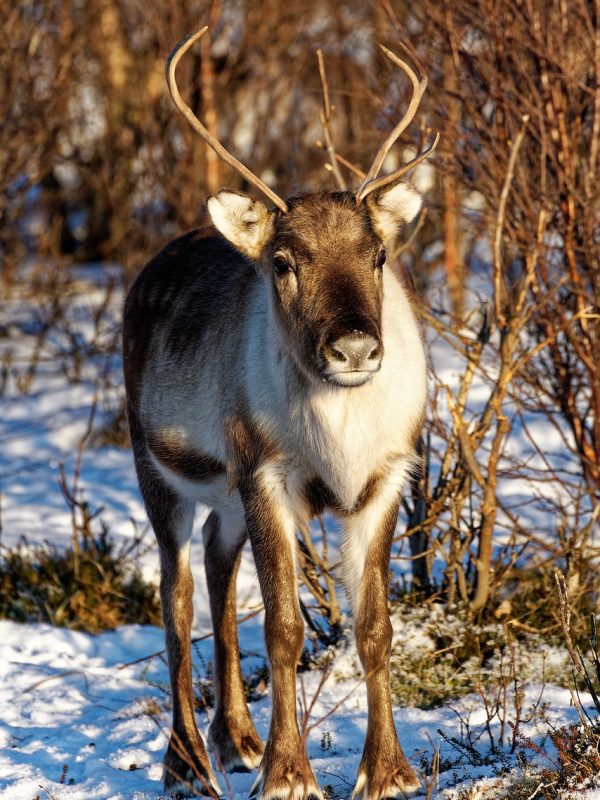 reindeer-5005123_1280