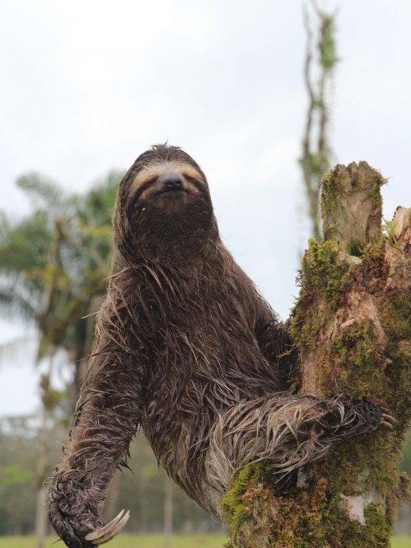 sloth-7051559_1280