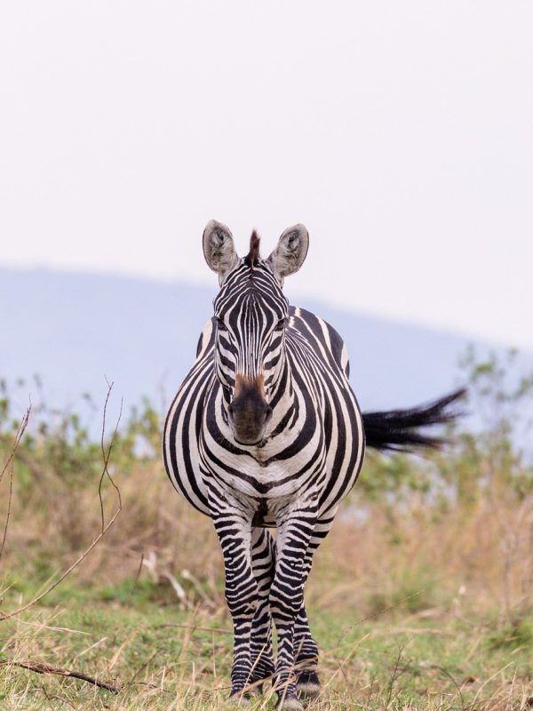 zebra-7383761_1280